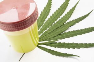 pechanga casino drug test weed 2017